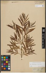 Foto von Salix triandra L. x Salix viminalis L.